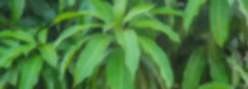 Manfaat luar biasa daun mangga