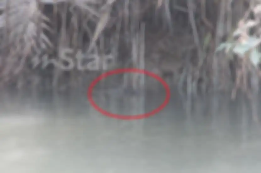 Salah satu penampakan buaya di dekat bantaran sungai.