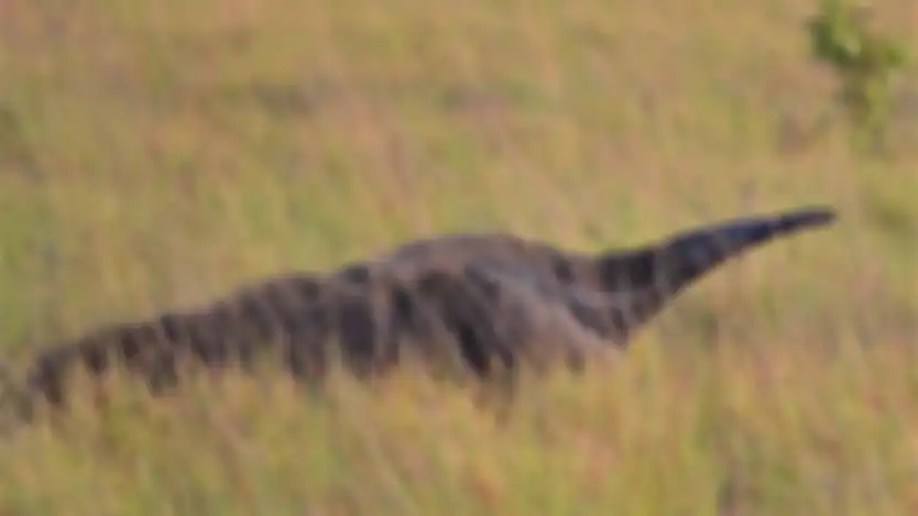 Pemakan semut raksasa yang hidup di Rupupuni, Guyana