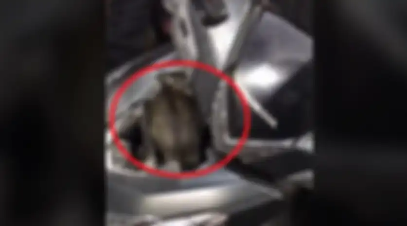Video seorang cewek nangis ke bengkel namun bukan untuk servis motor, melainkan mau mengeluarkan kucing dari dalam bodi motor.