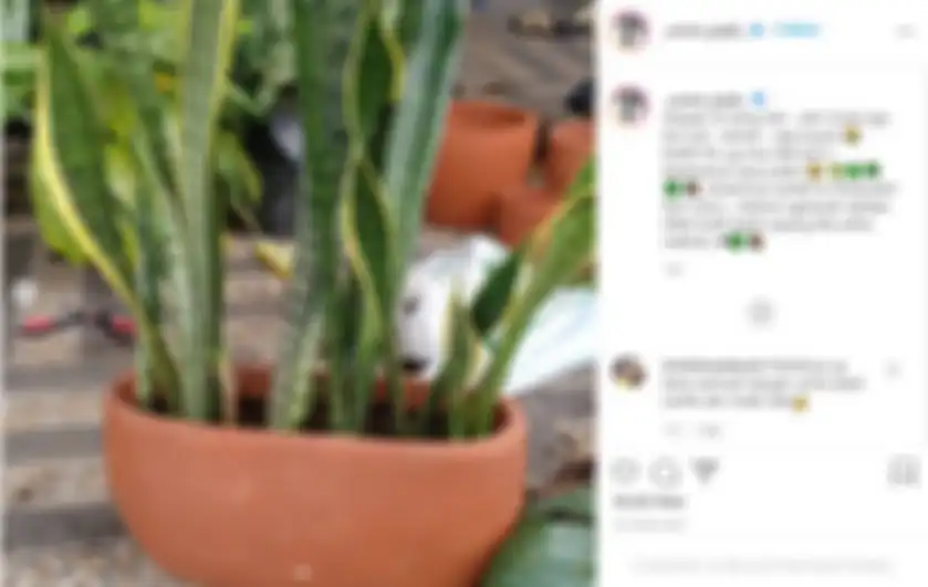 Umi Pipik kini hidup mandiri hingga nekat ngebor pot sampai tangan berlumur pupuk. 