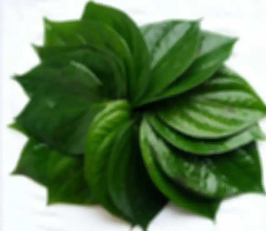 daun sirih