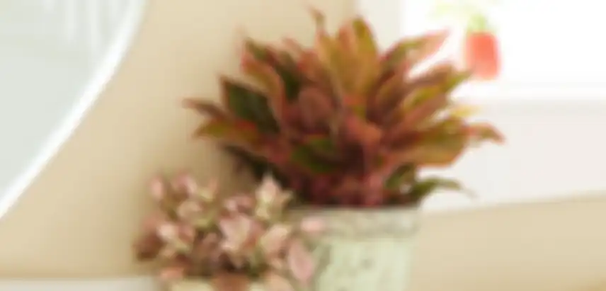 Aglaonema hidup baik jika di bawah naungan (tidak suka cahaya langsung).
