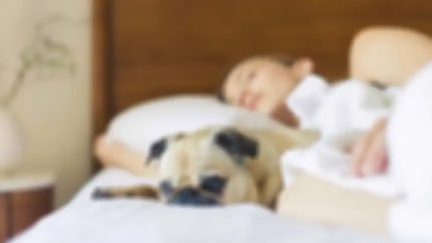 Tidur dengan hewan peliharaan