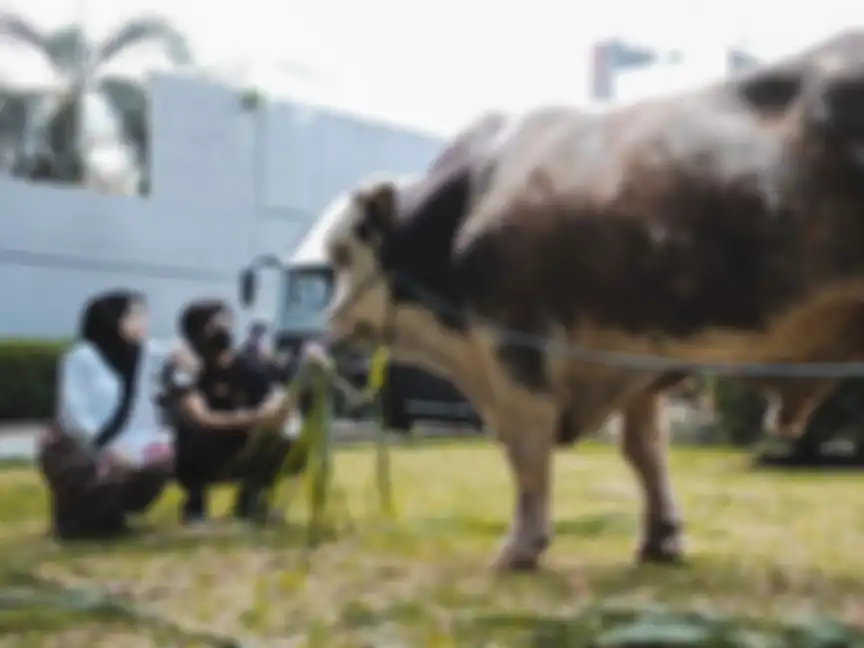Atta Halilintar dan Aurel Hermansyah borong sapi dan 23 ekor kambing untuk kurban Idul Adha 2021.