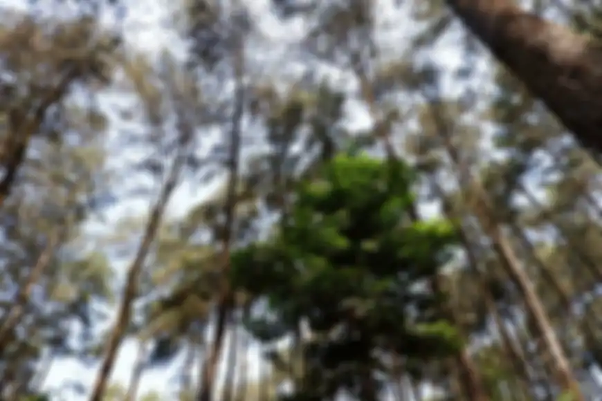 Hutan Indonesia