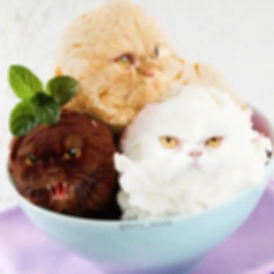 Kucing