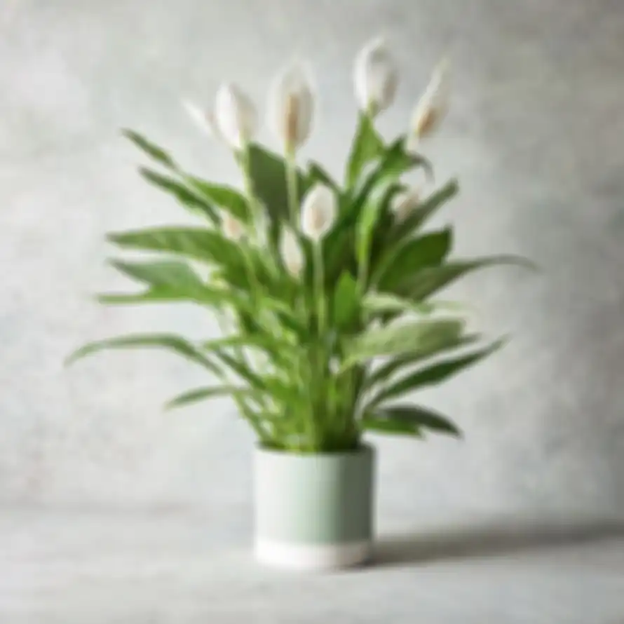 Peace Lily Flowers