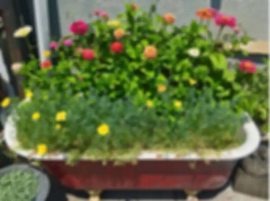 Pot dari Bathub