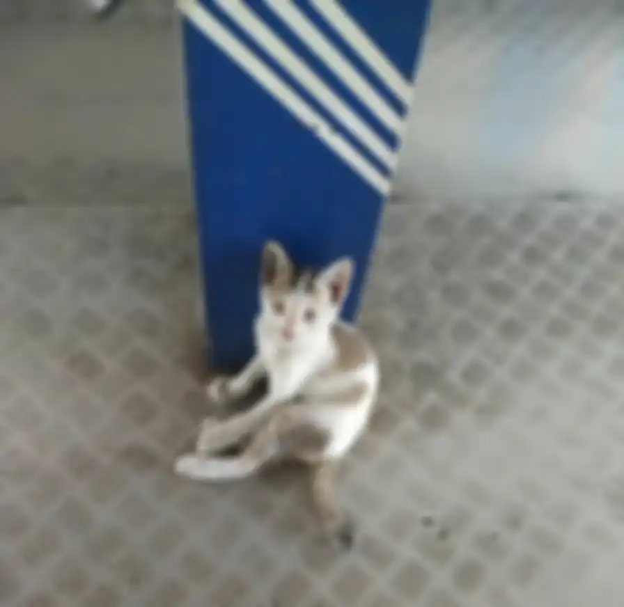 Tingkah kucing di halte TransJakarta
