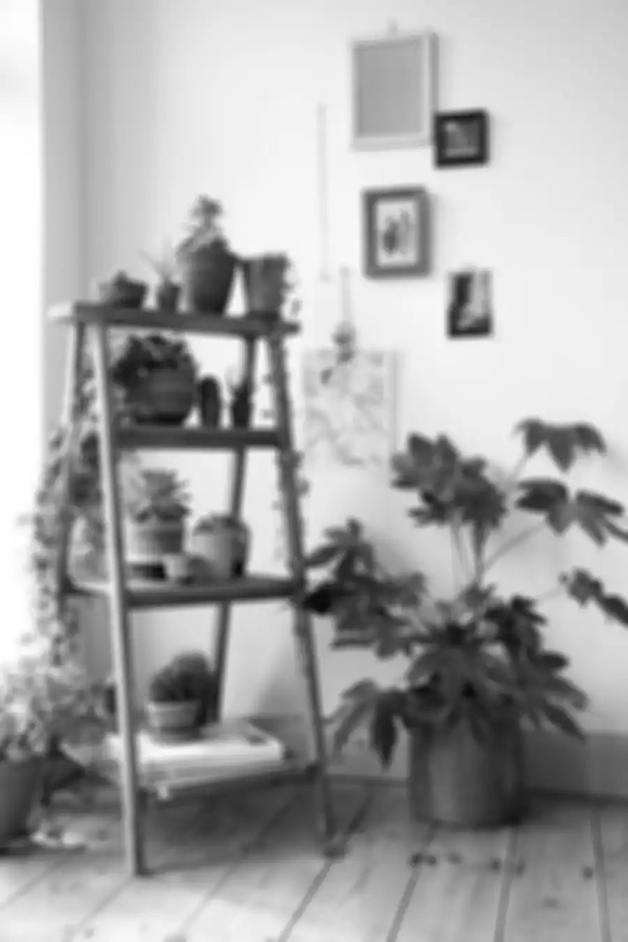 pot dan tanaman | dok. coolhousez.net