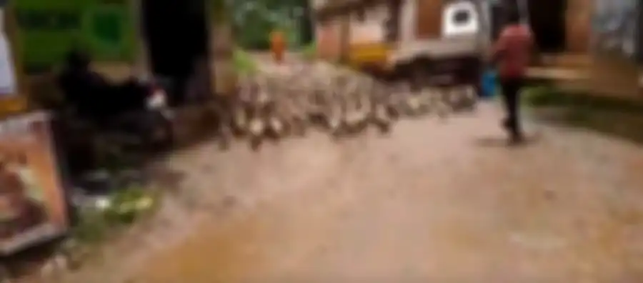 Macet Karena Bebek Menyeberang Jalan