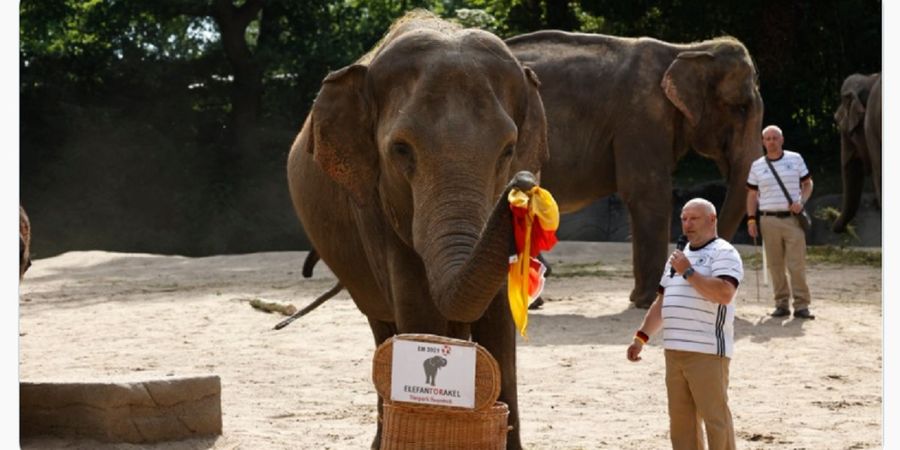 Selalu Akurat, Kini Gajah Yashoda Ramal Hasil Inggris Vs Jerman di 16 Besar Euro 2020