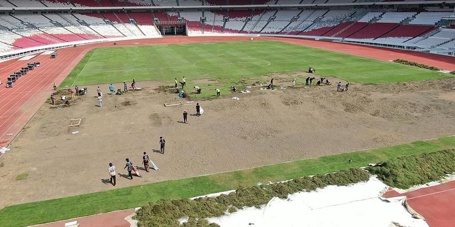 Thom Haye Sempat Luka di Lutut, Pengelola Janji Rumput GBK Maksimal Saat Timnas Indonesia Main di Kualifikasi Piala Dunia 2026