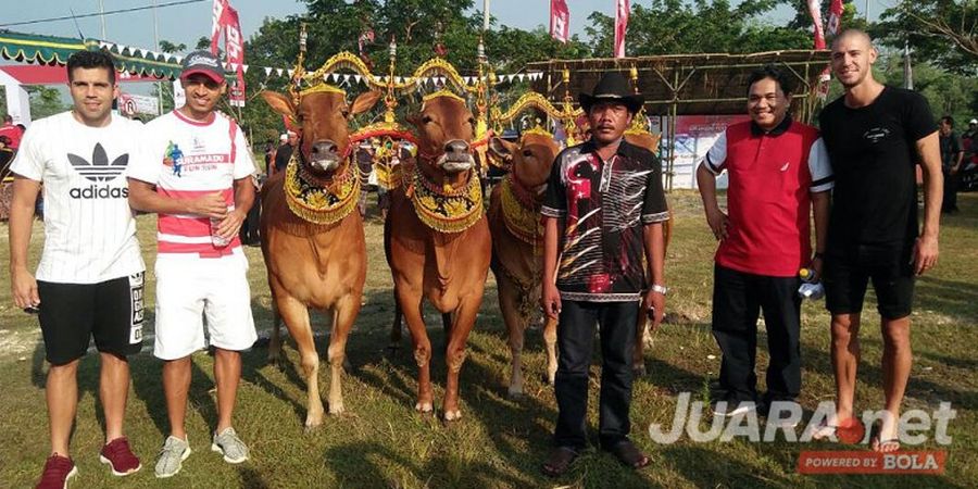 Saat Odemwingie Terpikat Kecantikan Sapi dari Madura