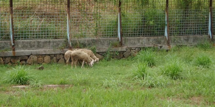 Dipakai Untuk Makan Kambing, Stadion Benteng Tangerang Mulai Diurus Lagi