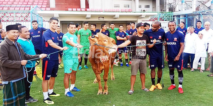 Madura United Serahkan Satu Sapi Sebagai Hewan Kurban, Pemain Heboh