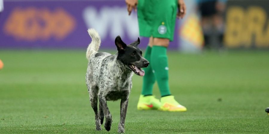 Waduh, Seekor Anjing Obrak-abrik Partai Liga 2 Antara PSIM Vs Persiba Balikpapan