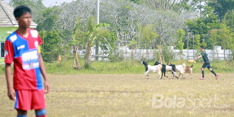 Ini Foto Aksi Wasit Usir Kambing yang Ganggu Pertandingan Arema U-15