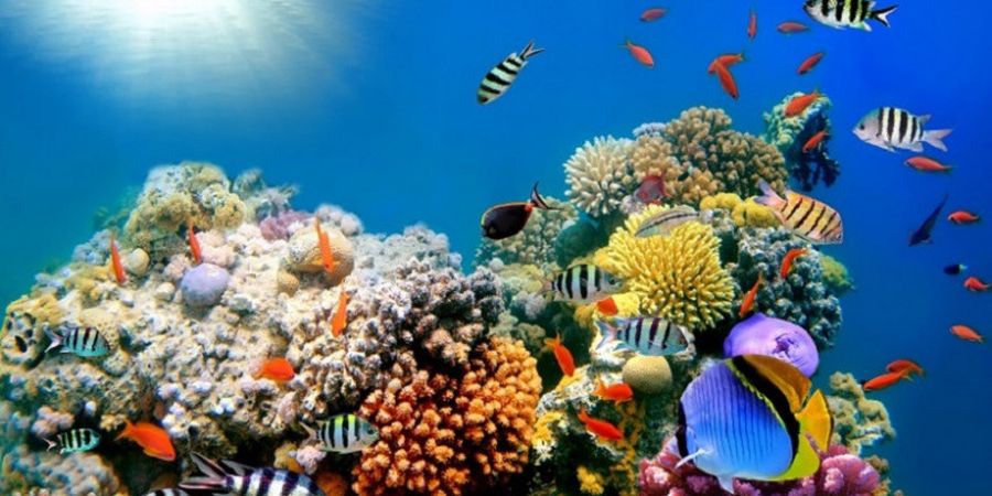 Timor Leste, Negara Ini Mempunyai Fakta Menarik yang Jarang Diketahui Orang