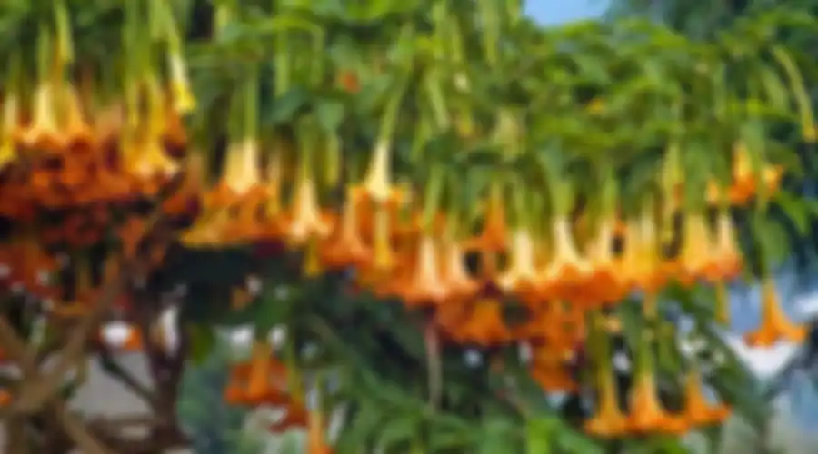 Tanaman Brugmansia 