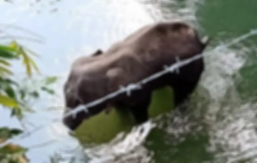 Gajah yang tewas setelah memakan nanas berisi petasan.