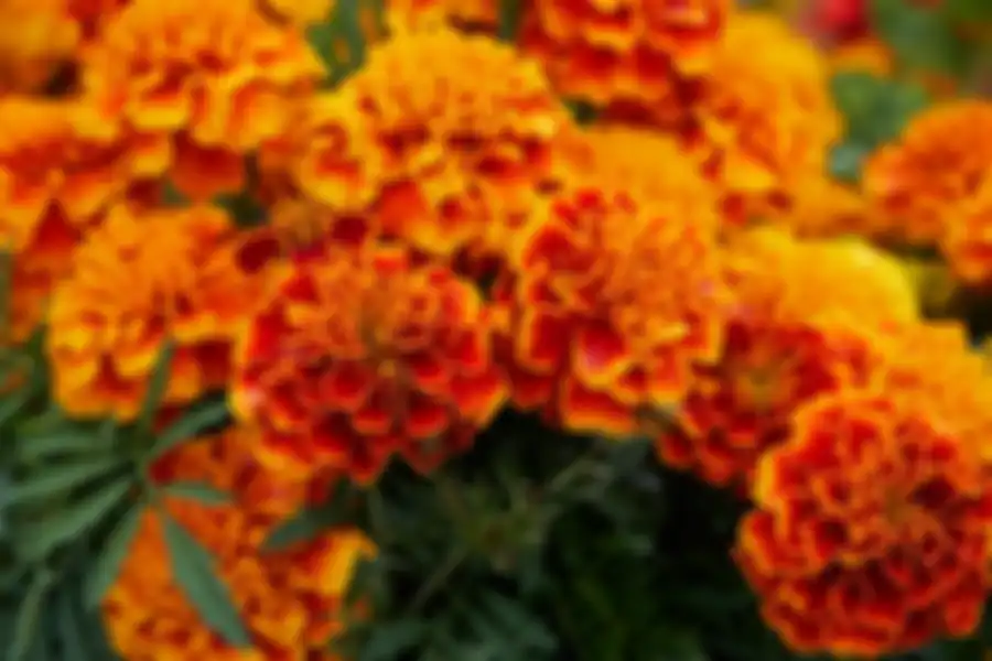 Bunga marigold