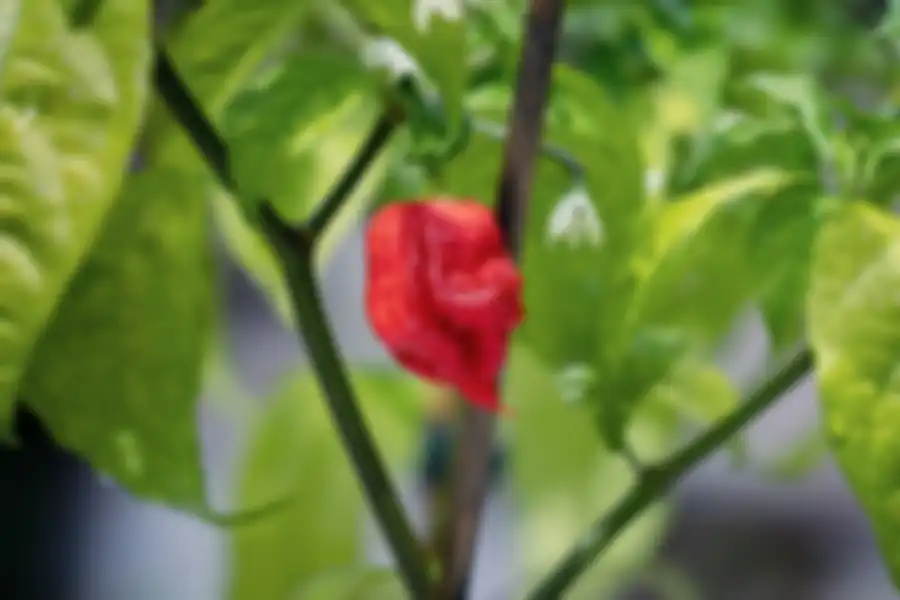 Pohon cabai terpedas di dunia, Carolina Reaper