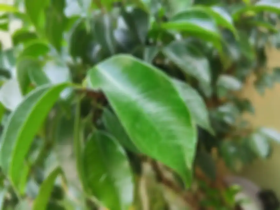 Hasil foto siang realme GT2 Pro dengan lensa Standar