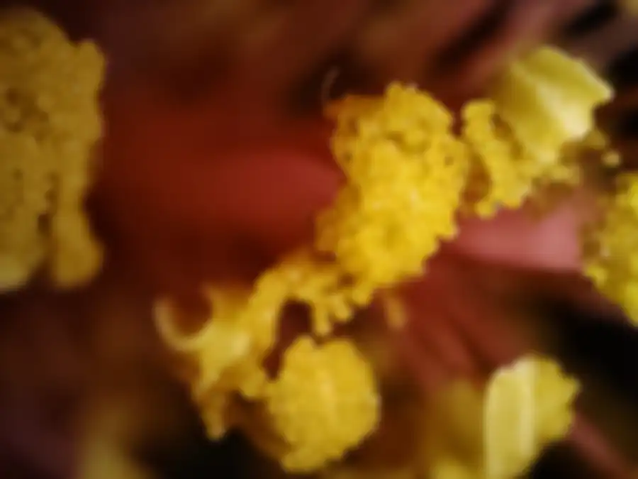 Hasil foto malam realme GT2 Pro dari obyek bunga dengan lensa mikroskop