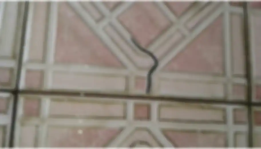 Cepat lakukan 5 cara mudah ini saat melihat foto cacing berkeliaran di kamar mandi yang bikin risih. Nyawa serumah jadi taruhannya.