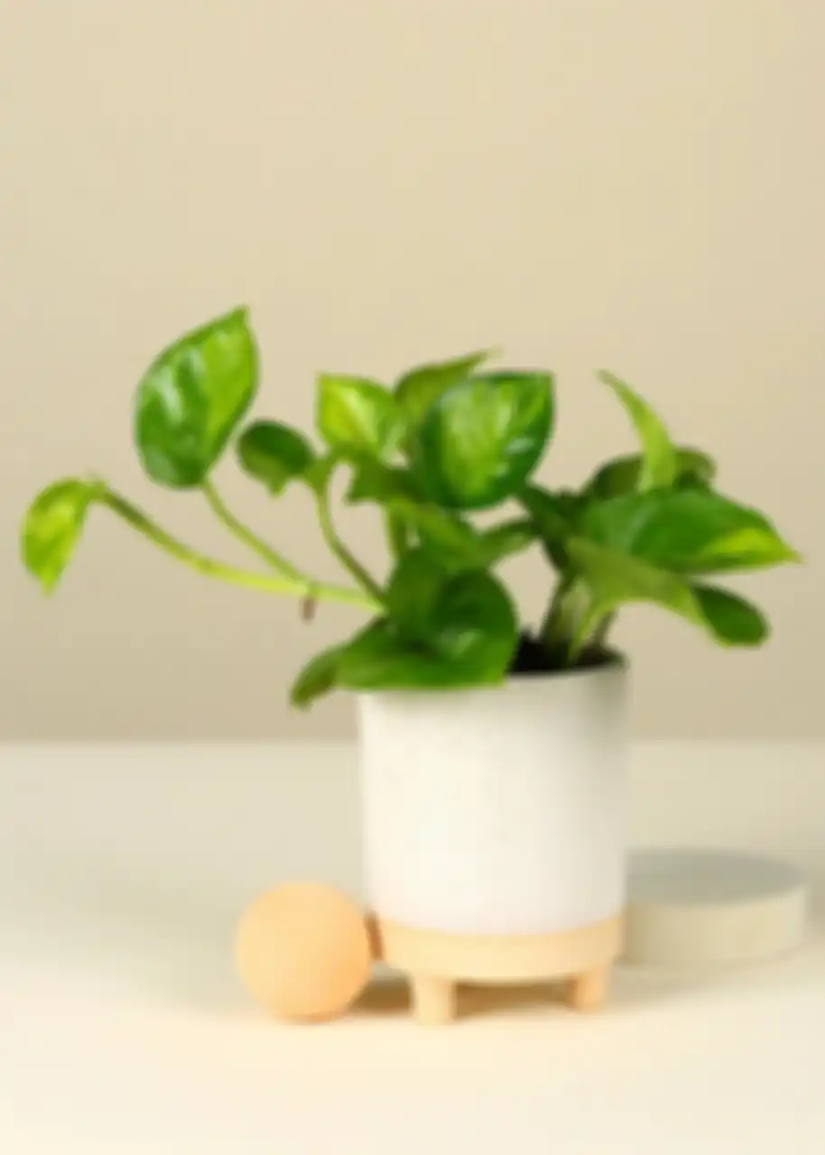 Pothos hijau global