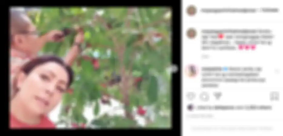 Mayangsari membagikan video singkat saat Bambang Trihatmodjo tengah memanen buah jambu.