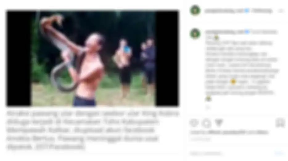 Panji Petualang angkat bicara soal pawang ular yang tewas usai dipatuk king kobra.