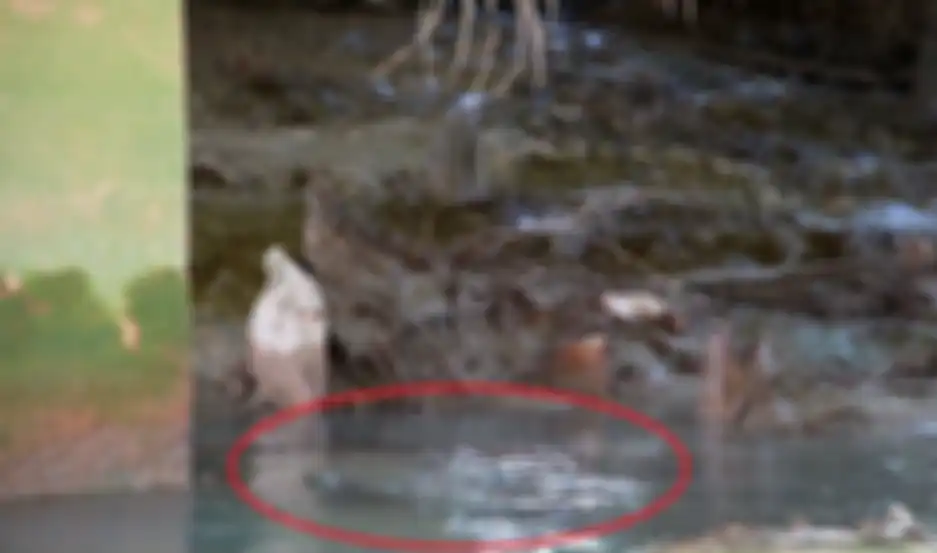 Buaya sering menampakkan diri di derah rumah warga.