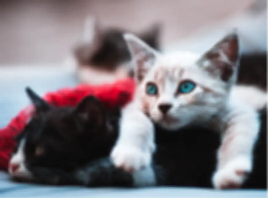 Kucing