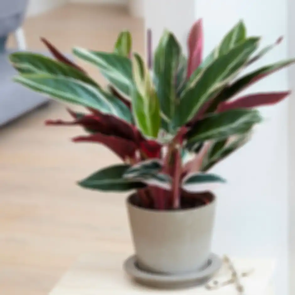 Calathea 