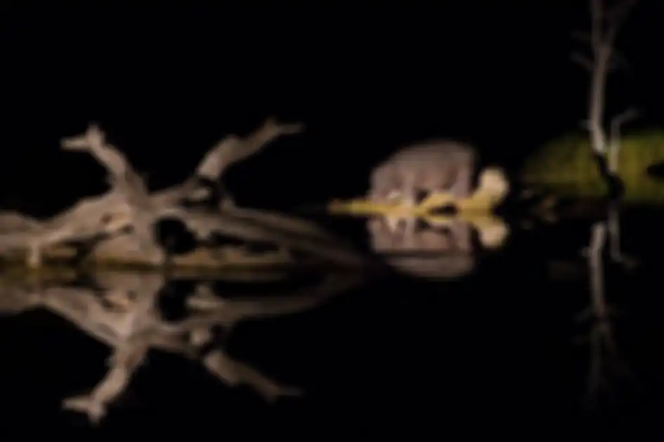 Seekor kudanil mencari makan saat malam hari di Cagar Alam Moremi, di luar Delta Okavango, Botswana.
