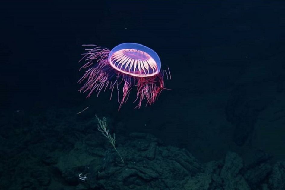 6 Suara Misterius dari Dasar Laut yang Belum Berhasil Diungkap Ilmuwan