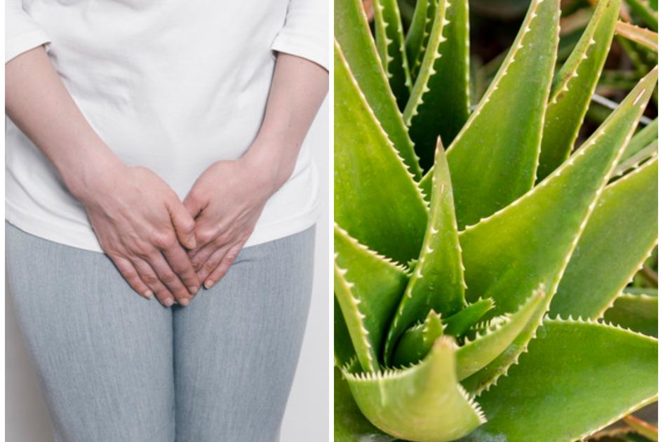 Porno HD lesbian orgies