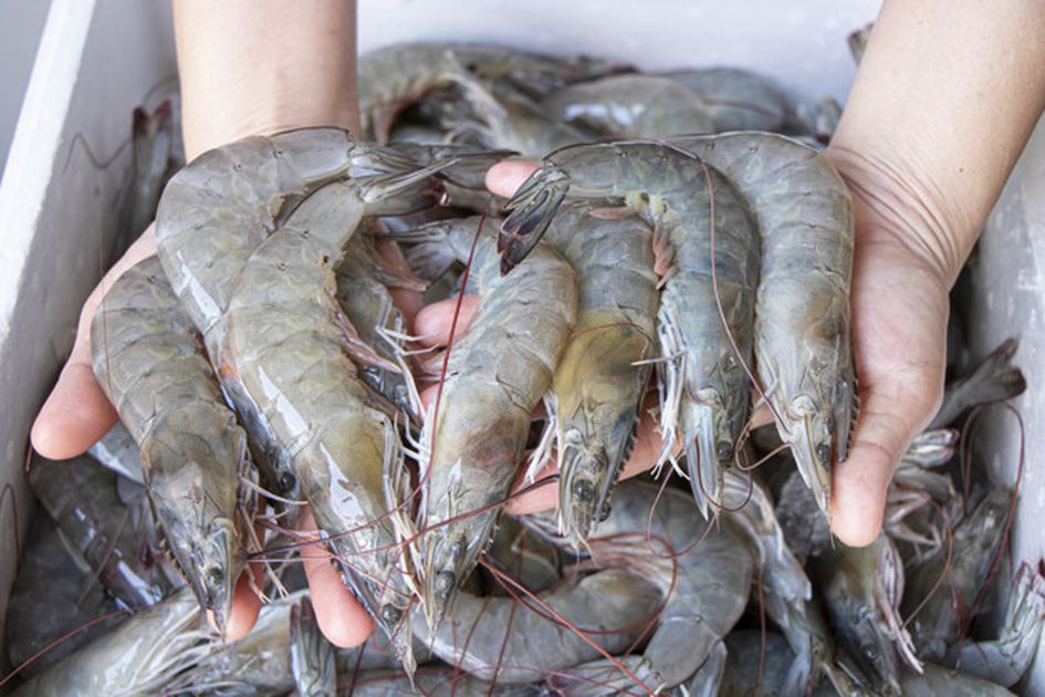 Udang - Makanan tinggi protein