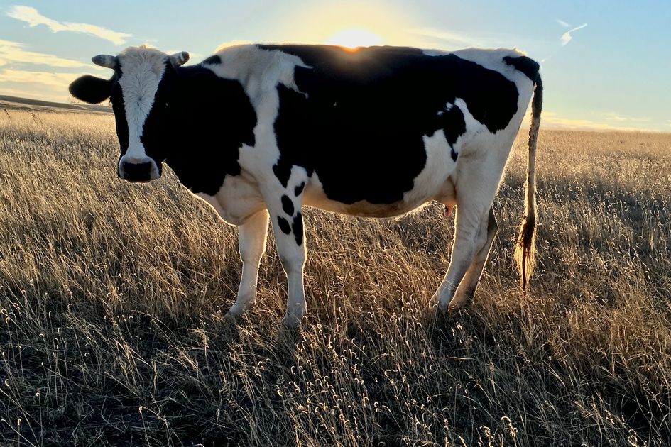 14 Arti Mimpi Melihat Sapi, Isyarat Kesuksesan Semakin Dekat