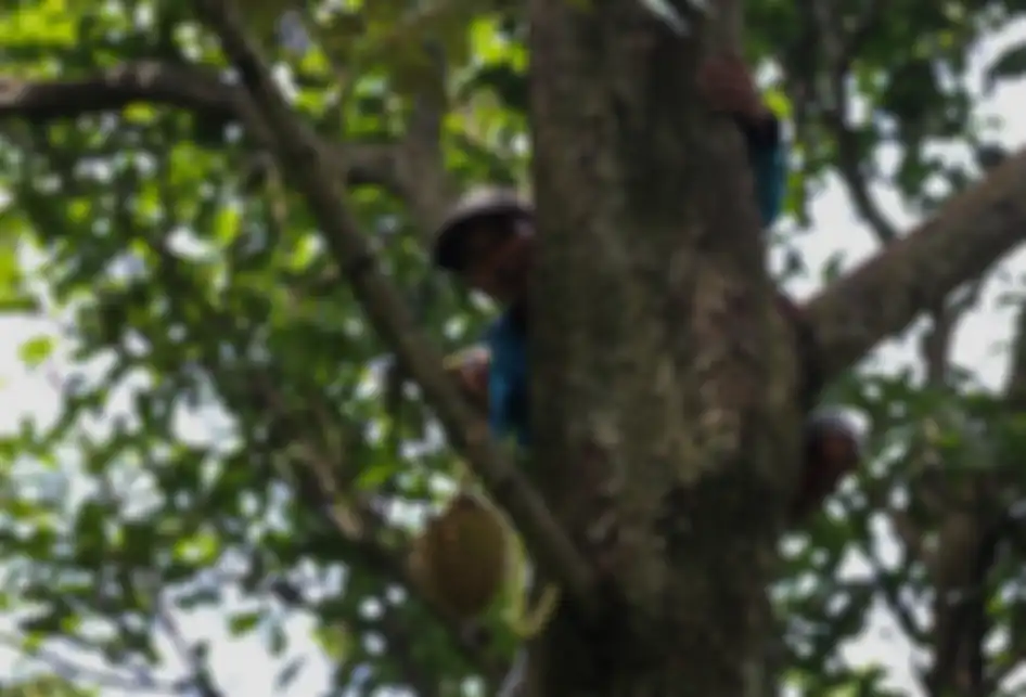 Godjali saat memanjat pohon durian untuk dipetik di kawasan perbukitan dekat Gunung Suling, tepatnya di Desa Rabak, Rumpin, Bogor, Jawa Barat, Kamis (31/1/2019). Untuk mencapai kawasan perbukitan membutuhkan waktu sekitar 2 jam jalan kaki untuk memanen durian, bulan desember sampai pertengahan febru