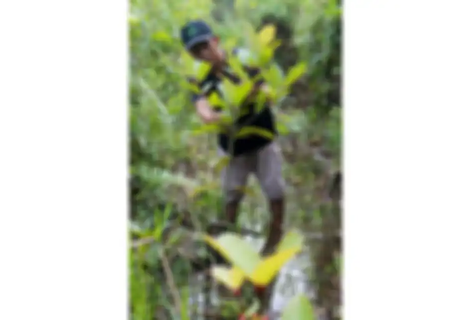 Penanam kratom, Gusti Prabu, saat merawat tanaman kratom miliknya di sebuah perkebunan di Pontianak, Kalimantan Barat, Selasa (25/12/2018). Masyarakat penanam kratom mendesak ketegasan Pemerintah terkait legalitas tanaman tersebut yang diketahui memiliki nilai ekonomi karena khasiatnya sebagai obat