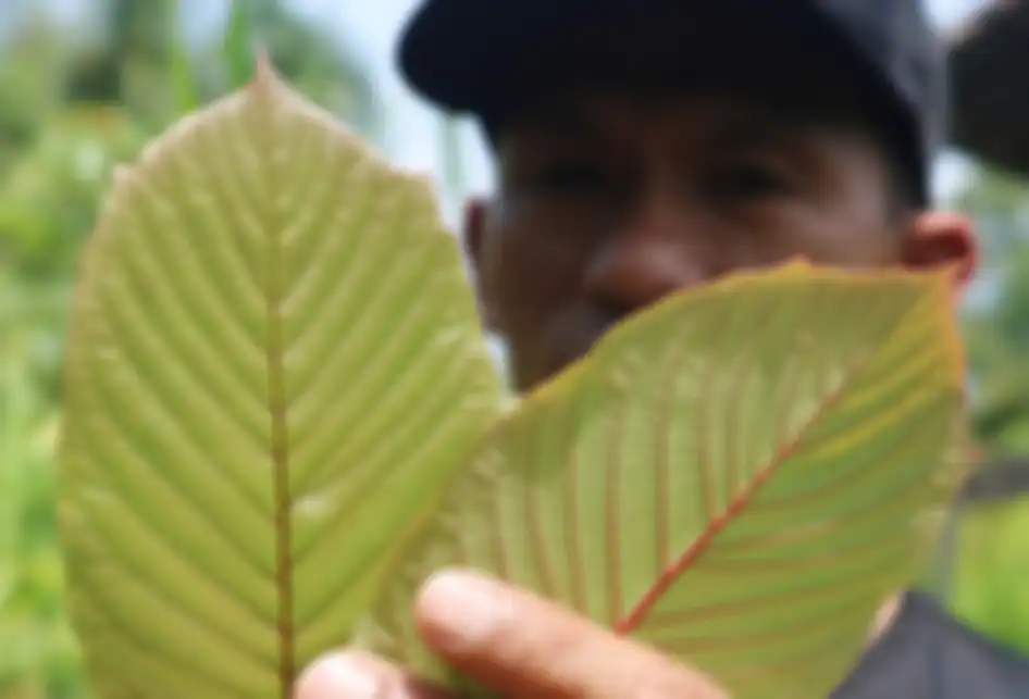 Penanam kratom, Gusti Prabu, menunjukkan daun kratom di sebuah perkebunan di Pontianak, Kalimantan Barat, Selasa (25/12/2018).  Masyarakat penanam kratom mendesak ketegasan Pemerintah terkait legalitas tanaman tersebut yang diketahui memiliki nilai ekonomi karena khasiatnya sebagai obat herbal, namu