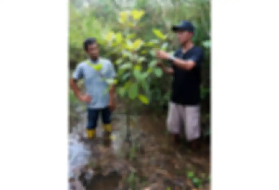 Penanam kratom, Gusti Prabu (kanan) dan Muliadi, saat merawat tanaman kratom milik mereka di sebuah perkebunan di Pontianak, Kalimantan Barat, Selasa (25/12/2018). Masyarakat penanam kratom mendesak ketegasan Pemerintah terkait legalitas tanaman tersebut yang diketahui memiliki nilai ekonomi karena