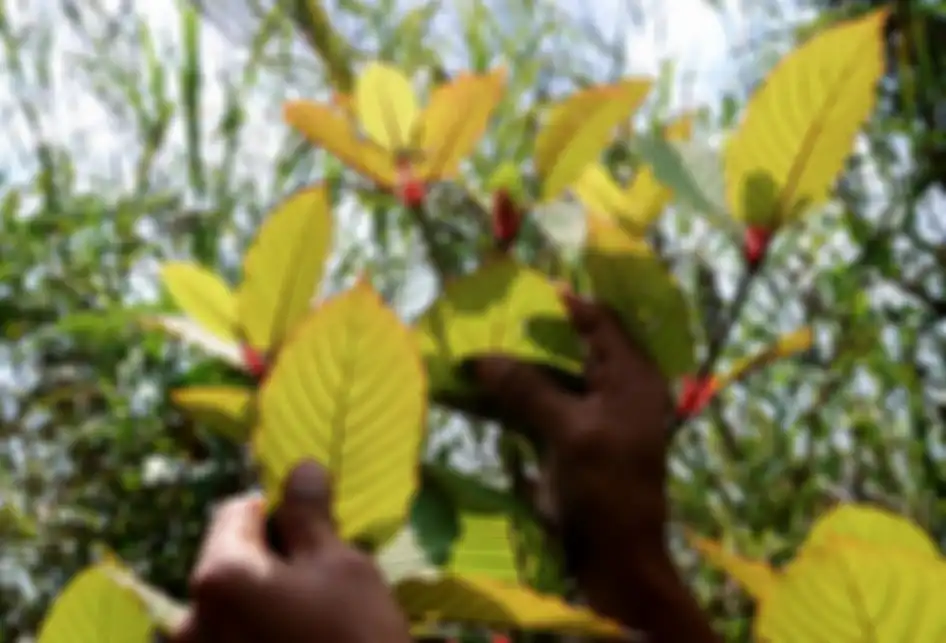 Penanam kratom, Gusti Prabu, saat merawat tanaman kratom miliknya di sebuah perkebunan di Pontianak, Kalimantan Barat, Selasa (25/12/2018). Masyarakat penanam kratom mendesak ketegasan Pemerintah terkait legalitas tanaman tersebut yang diketahui memiliki nilai ekonomi karena khasiatnya sebagai obat