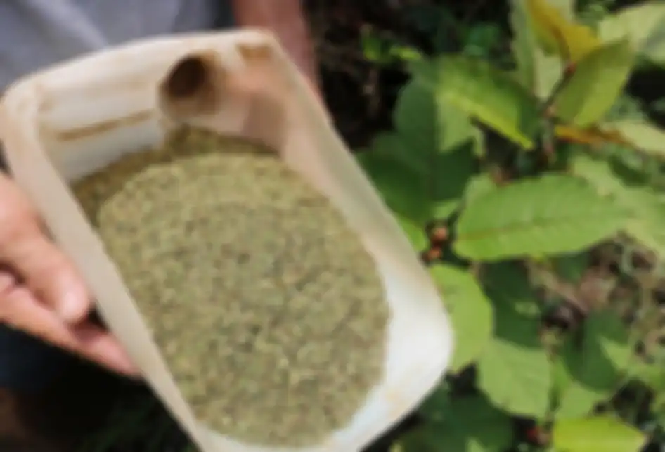 Penanam kratom, Gusti Prabu, menunjukkan daun kratom dalam bentuk irisan dan telah dikeringkan di sebuah perkebunan di Pontianak, Kalimantan Barat, Selasa (25/12/2018). Masyarakat penanam kratom mendesak ketegasan Pemerintah terkait legalitas tanaman tersebut yang diketahui memiliki nilai ekonomi k