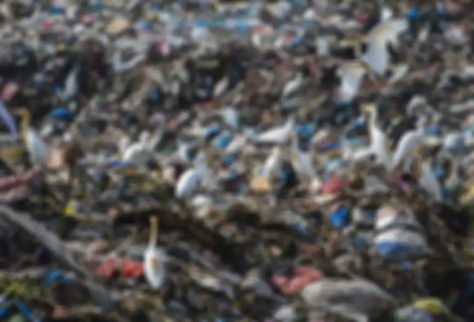 Kawanan burung kuntul putih (Babulcus ibis) mencari makan di tempat pembuangan akhir (TPA) di Blangbintang, Aceh Besar, Aceh, Jumat (22/2/2019). Kawanan burung yang biasa hidup di pesisir pantai dan hutan mangrove dengan memangsa ikan kecil dan parasit itu saat ini telah beralih dengan mencari makan