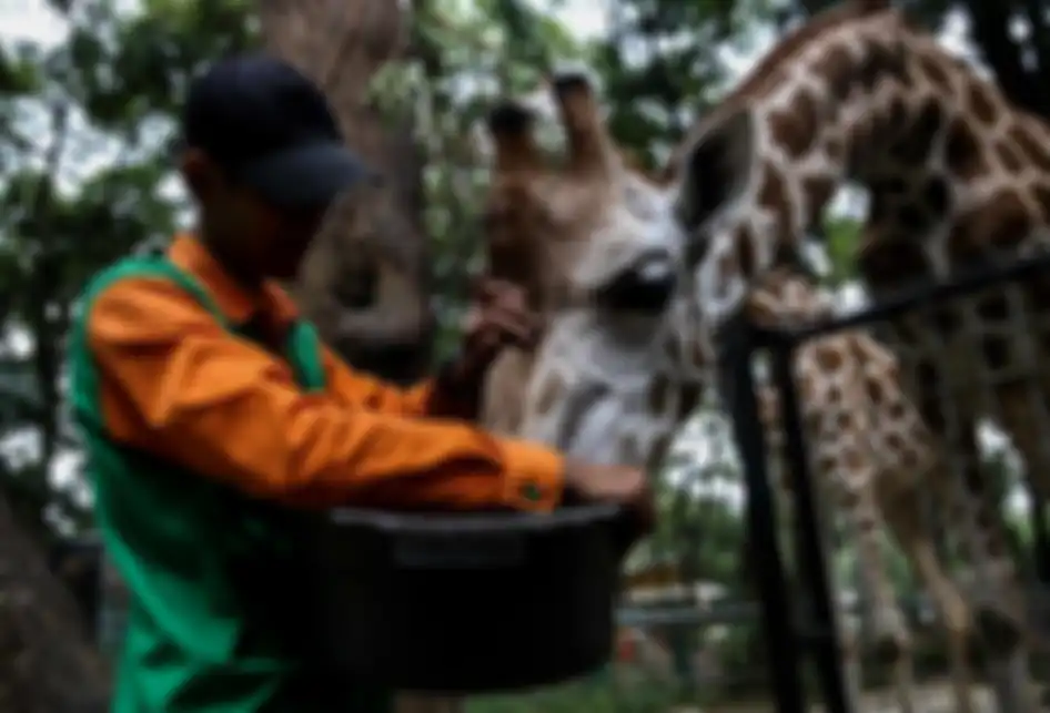 Pengasuh hewan saat memberikan makan jerapah di Kebun Binatang Ragunan, Jakarta Timur, Rabu (20/3/2019). Makanan-makanan yang diberikan adalah sayuran wortel, kacang panjang, dan daun kupu-kupu.